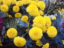 Annuelles