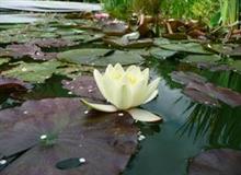Plantes aquatiques et de milieu humide