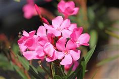 Quand et comment tailler un laurier rose ?
