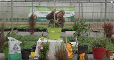 Comment entretenir ses plants de tomates en pots ? 