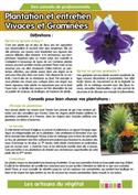 Fiche pratique "Vivaces et graminées"