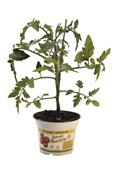 Entretenir et tailler vos tomates