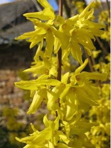 forsythia