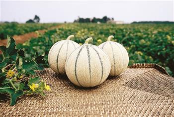 melon 'anasta'