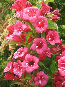 Weigelia 'All summer red'