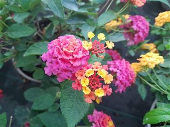 Lantana rose compact